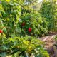 Summer vegetables garden with tomatoes, cucumbers, peppers, beans, and zucchini growing in sunny garden beds