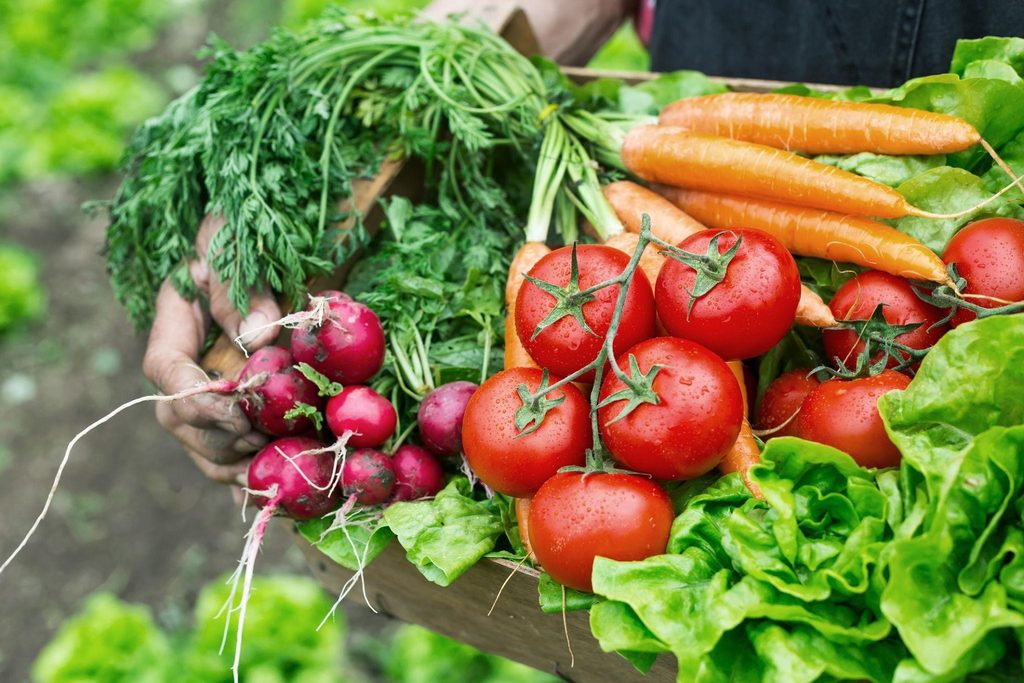 Harvesting of the home vegetables