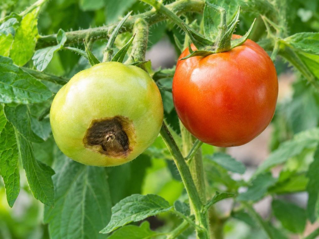 A tomato with a visible blossom-end rot symptom beside a healthy fruit