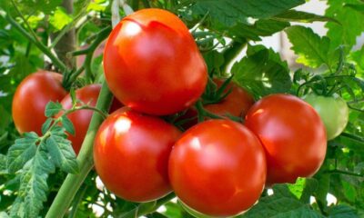 Healthy tomato plants growing with ripe fruit in a home vegetable garden.