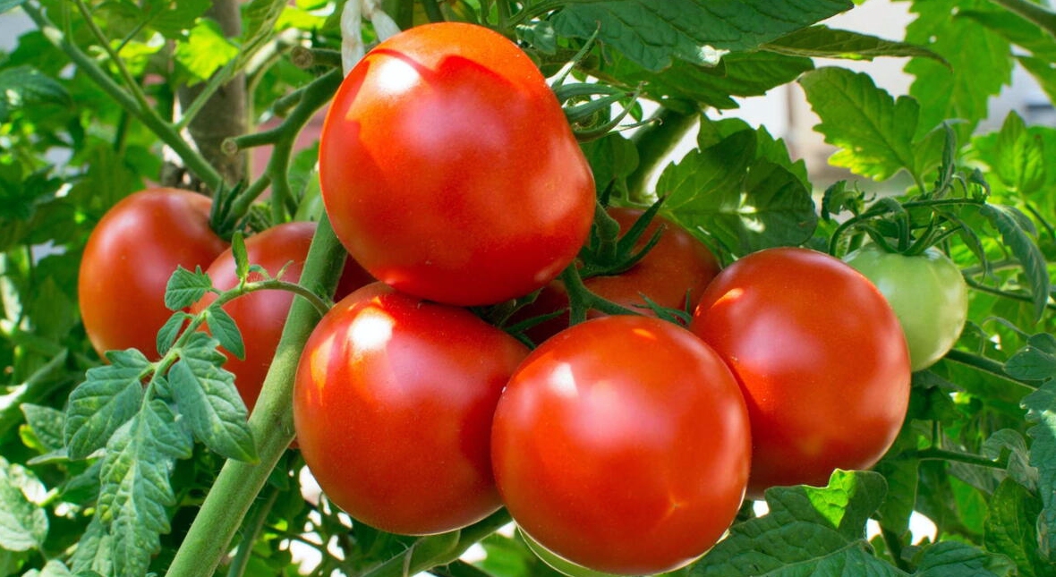 Healthy tomato plants growing with ripe fruit in a home vegetable garden.
